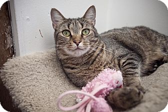Domestic Shorthair Cat for Sale in Chesapeake, Virginia - Nigel Domestic Shorthair Cat for Sale in Chesapeake, Virginia - Nigel
