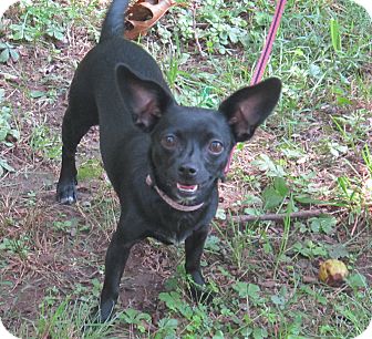 Chihuahua Mix Dog for Sale in Harrisonburg, Virginia - Seraphina Chihuahua Mix Dog for Sale in Harrisonburg, Virginia - Seraphina