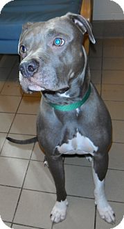 American Pit Bull Terrier Dog for Sale in Jackson, Michigan - Valentine American Pit Bull Terrier Dog for Sale in Jackson, Michigan - Valentine