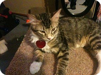 Domestic Shorthair Kitten for Sale in Edmond, Oklahoma - Hestia Domestic Shorthair Kitten for Sale in Edmond, Oklahoma - Hestia