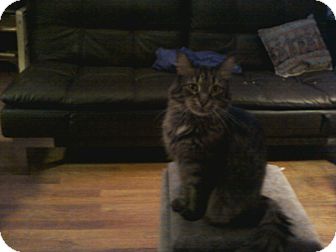 Domestic Mediumhair Cat for Sale in Medford, Massachusetts - Cyrus Domestic Mediumhair Cat for Sale in Medford, Massachusetts - Cyrus
