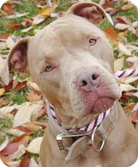 American Pit Bull Terrier Mix Dog for Sale in Red Bluff, California - Nautica American Pit Bull Terrier Mix Dog for Sale in Red Bluff, California - Nautica