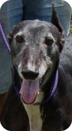 Greyhound Dog for Sale in Gainesville, Florida - Beans Greyhound Dog for Sale in Gainesville, Florida - Beans