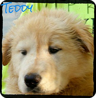 Australian Shepherd/Labrador Retriever Mix Puppy for Sale in shelton, Connecticut - Teddy Australian Shepherd/Labrador Retriever Mix Puppy for Sale in shelton, Connecticut - Teddy