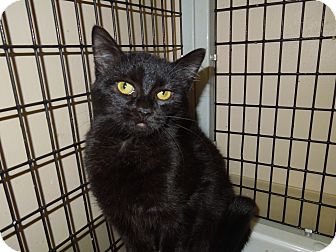 Domestic Mediumhair Cat for Sale in Medina, Ohio - Sable Domestic Mediumhair Cat for Sale in Medina, Ohio - Sable