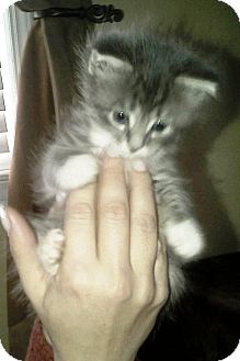 Domestic Shorthair Kitten for Sale in Oceanside, New York - Teddy Domestic Shorthair Kitten for Sale in Oceanside, New York - Teddy