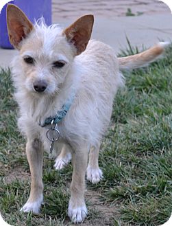Norfolk Terrier Mix Dog for Sale in Simi Valley, California - Buddy Norfolk Terrier Mix Dog for Sale in Simi Valley, California - Buddy