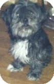 Shih Tzu Mix Dog for Sale in Pompton lakes, New Jersey - Smoochie Shih Tzu Mix Dog for Sale in Pompton lakes, New Jersey - Smoochie