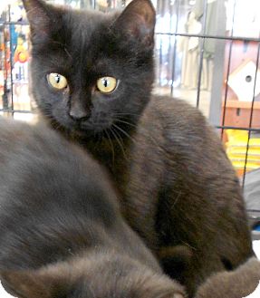 Domestic Shorthair Cat for Sale in Troy, Michigan - Kain Domestic Shorthair Cat for Sale in Troy, Michigan - Kain