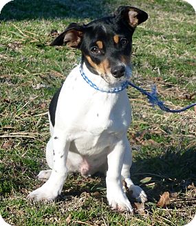 Rat Terrier/Beagle Mix Puppy for Sale in Glastonbury, Connecticut - Toby~meet me~ Rat Terrier/Beagle Mix Puppy for Sale in Glastonbury, Connecticut - Toby~meet me~
