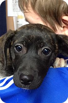 Australian Shepherd/Dutch Shepherd Mix Puppy for Sale in Danbury, Connecticut - Sprite Australian Shepherd/Dutch Shepherd Mix Puppy for Sale in Danbury, Connecticut - Sprite