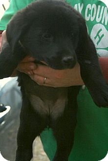Shepherd (Unknown Type)/Retriever (Unknown Type) Mix Puppy for Sale in Danbury, Connecticut - Plymouth ADOPTION PENDING Shepherd (Unknown Type)/Retriever (Unknown Type) Mix Puppy for Sale in Danbury, Connecticut - Plymouth ADOPTION PENDING