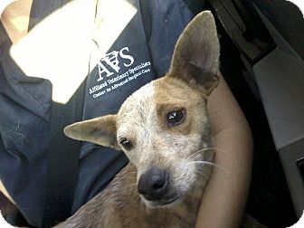 Whippet/Chihuahua Mix Dog for Sale in Gainesville, Florida - Ava Whippet/Chihuahua Mix Dog for Sale in Gainesville, Florida - Ava