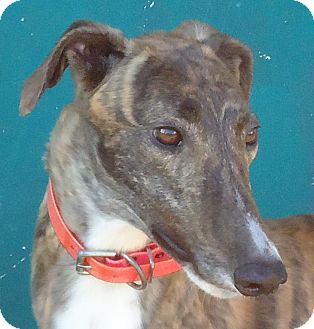 Greyhound Dog for Sale in Longwood, Florida - Mulberry Cupid Greyhound Dog for Sale in Longwood, Florida - Mulberry Cupid