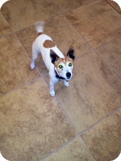 Jack Russell Terrier Dog for Sale in Scottsdale, Arizona - LUCY III Jack Russell Terrier Dog for Sale in Scottsdale, Arizona - LUCY III