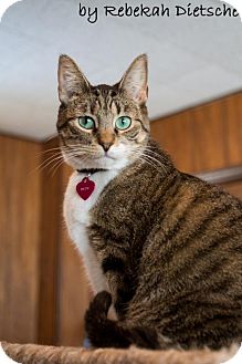 Domestic Shorthair Cat for Sale in Grand Rapids, Michigan - Drew Domestic Shorthair Cat for Sale in Grand Rapids, Michigan - Drew