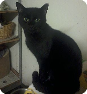 Domestic Shorthair Cat for Sale in Salem, New Hampshire - Onyx Domestic Shorthair Cat for Sale in Salem, New Hampshire - Onyx