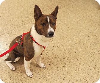 Australian Cattle Dog/Australian Cattle Dog Mix Puppy for Sale in Scottsdale, Arizona - Jewel Australian Cattle Dog/Australian Cattle Dog Mix Puppy for Sale in Scottsdale, Arizona - Jewel