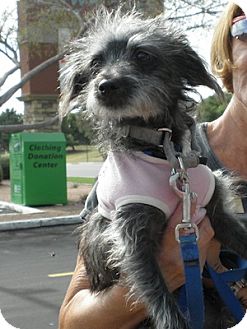 Cairn Terrier Mix Puppy for Sale in Phoenix, Arizona - Carly Cairn Terrier Mix Puppy for Sale in Phoenix, Arizona - Carly