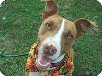 Pit Bull Terrier Mix Dog for Sale in Conway, Arkansas - Christopher Pit Bull Terrier Mix Dog for Sale in Conway, Arkansas - Christopher