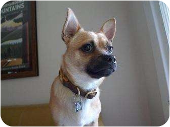 Chihuahua/Pug Mix Dog for Sale in Los Angeles, California - Bravo - NEEDS A FOSTER HOME! Chihuahua/Pug Mix Dog for Sale in Los Angeles, California - Bravo - NEEDS A FOSTER HOME!
