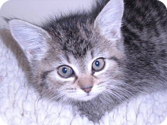 Domestic Mediumhair Kitten for Sale in New Castle, Pennsylvania - Sassy Domestic Mediumhair Kitten for Sale in New Castle, Pennsylvania - Sassy