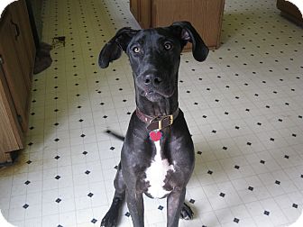 Great Dane Puppy for Sale in Pelham, New York - Ollie Great Dane Puppy for Sale in Pelham, New York - Ollie