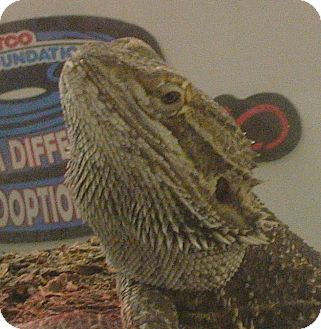 Lizard for Sale in El Cajon, California - Buffy Lizard for Sale in El Cajon, California - Buffy