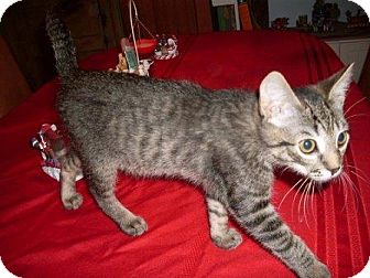 Domestic Shorthair Kitten for Sale in Kirkwood, Delaware - Bally Domestic Shorthair Kitten for Sale in Kirkwood, Delaware - Bally