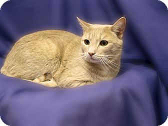 Domestic Shorthair Cat for Sale in Richmond, Virginia - Mr. Muffin Domestic Shorthair Cat for Sale in Richmond, Virginia - Mr. Muffin