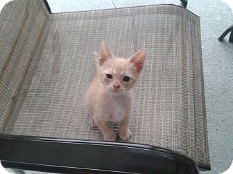 American Shorthair Kitten for Sale in Largo, Florida - Butterball American Shorthair Kitten for Sale in Largo, Florida - Butterball