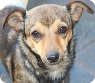 Chihuahua/Terrier (Unknown Type, Small) Mix Dog for Sale in Norwalk, Connecticut - Archie - adoption pending Chihuahua/Terrier (Unknown Type, Small) Mix Dog for Sale in Norwalk, Connecticut - Archie - adoption pending