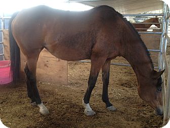 Warmblood Mix for Sale in Bangor, California - Lucy Warmblood Mix for Sale in Bangor, California - Lucy