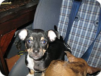 Chihuahua/Rat Terrier Mix Puppy for Sale in Pelham, New York - Tip Chihuahua/Rat Terrier Mix Puppy for Sale in Pelham, New York - Tip