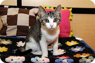 Domestic Shorthair Kitten for Sale in Farmingdale, New York - Emma Domestic Shorthair Kitten for Sale in Farmingdale, New York - Emma