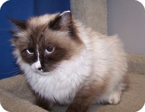 Ragdoll Cat for Sale in Colorado Springs, Colorado - Countess Ragdoll Cat for Sale in Colorado Springs, Colorado - Countess