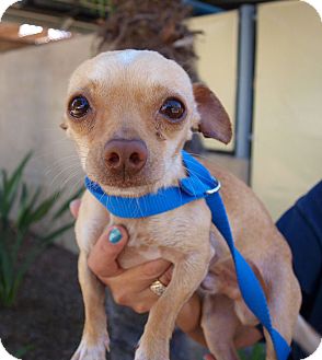 Chihuahua Mix Dog for Sale in Chula Vista, California - Gus Chihuahua Mix Dog for Sale in Chula Vista, California - Gus