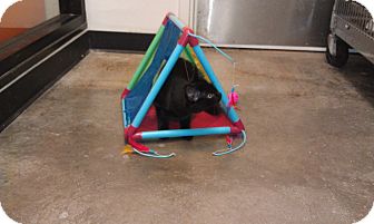 Domestic Shorthair Cat for Sale in Greenville, South Carolina - Gumdrop Domestic Shorthair Cat for Sale in Greenville, South Carolina - Gumdrop