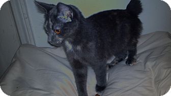 Japanese Bobtail Kitten for Sale in Simpsonville, South Carolina - Sarah Japanese Bobtail Kitten for Sale in Simpsonville, South Carolina - Sarah