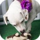Labrador Retriever/Beagle Mix Dog for Sale in Largo, Florida - Molly Labrador Retriever/Beagle Mix Dog for Sale in Largo, Florida - Molly