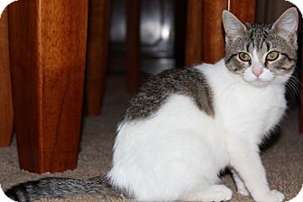 American Shorthair Kitten for Sale in Spring Valley, New York - Maude American Shorthair Kitten for Sale in Spring Valley, New York - Maude