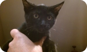 Domestic Shorthair Kitten for Sale in Gilbert, Arizona - Leila Domestic Shorthair Kitten for Sale in Gilbert, Arizona - Leila
