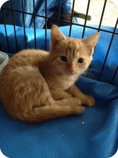 Domestic Shorthair Kitten for Sale in Ft. Lauderdale, Florida - Miss Marmalade Domestic Shorthair Kitten for Sale in Ft. Lauderdale, Florida - Miss Marmalade