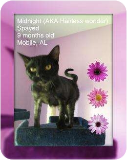 Domestic Shorthair Cat for Sale in Mobile, Alabama - Midnight Domestic Shorthair Cat for Sale in Mobile, Alabama - Midnight
