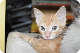 Domestic Shorthair Kitten for Sale in Richmond, Virginia - Butternut Domestic Shorthair Kitten for Sale in Richmond, Virginia - Butternut