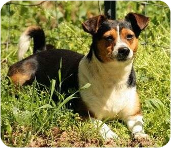 Beagle/Rat Terrier Mix Dog for Sale in Spring Valley, New York - Gizzy Beagle/Rat Terrier Mix Dog for Sale in Spring Valley, New York - Gizzy