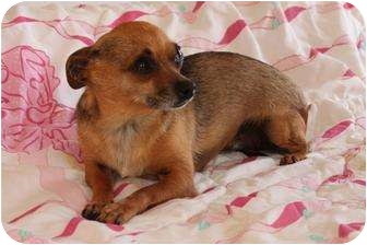 Chihuahua Mix Dog for Sale in Foster, Rhode Island - Senior Chihuahua Mix Dog for Sale in Foster, Rhode Island - Senior