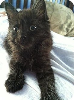 Domestic Shorthair Kitten for Sale in St. Louis, Missouri - Nigel Domestic Shorthair Kitten for Sale in St. Louis, Missouri - Nigel