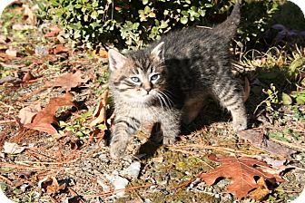 American Shorthair Kitten for Sale in Plainfield, Connecticut - Boo Boo American Shorthair Kitten for Sale in Plainfield, Connecticut - Boo Boo