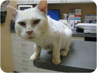 Domestic Mediumhair Cat for Sale in Little Falls, New Jersey - Bella (cevh) Domestic Mediumhair Cat for Sale in Little Falls, New Jersey - Bella (cevh)